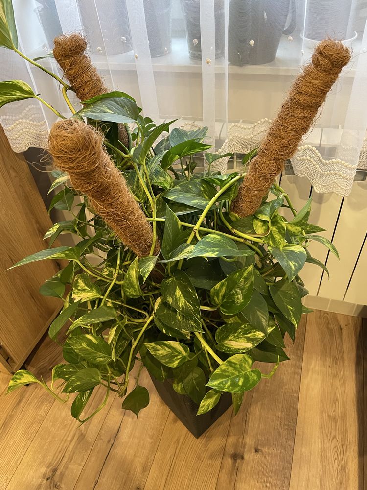 Epipremnum Aureum