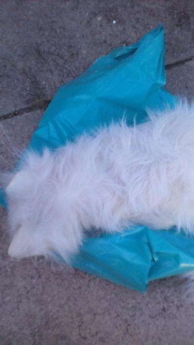 Gato Interativo branco