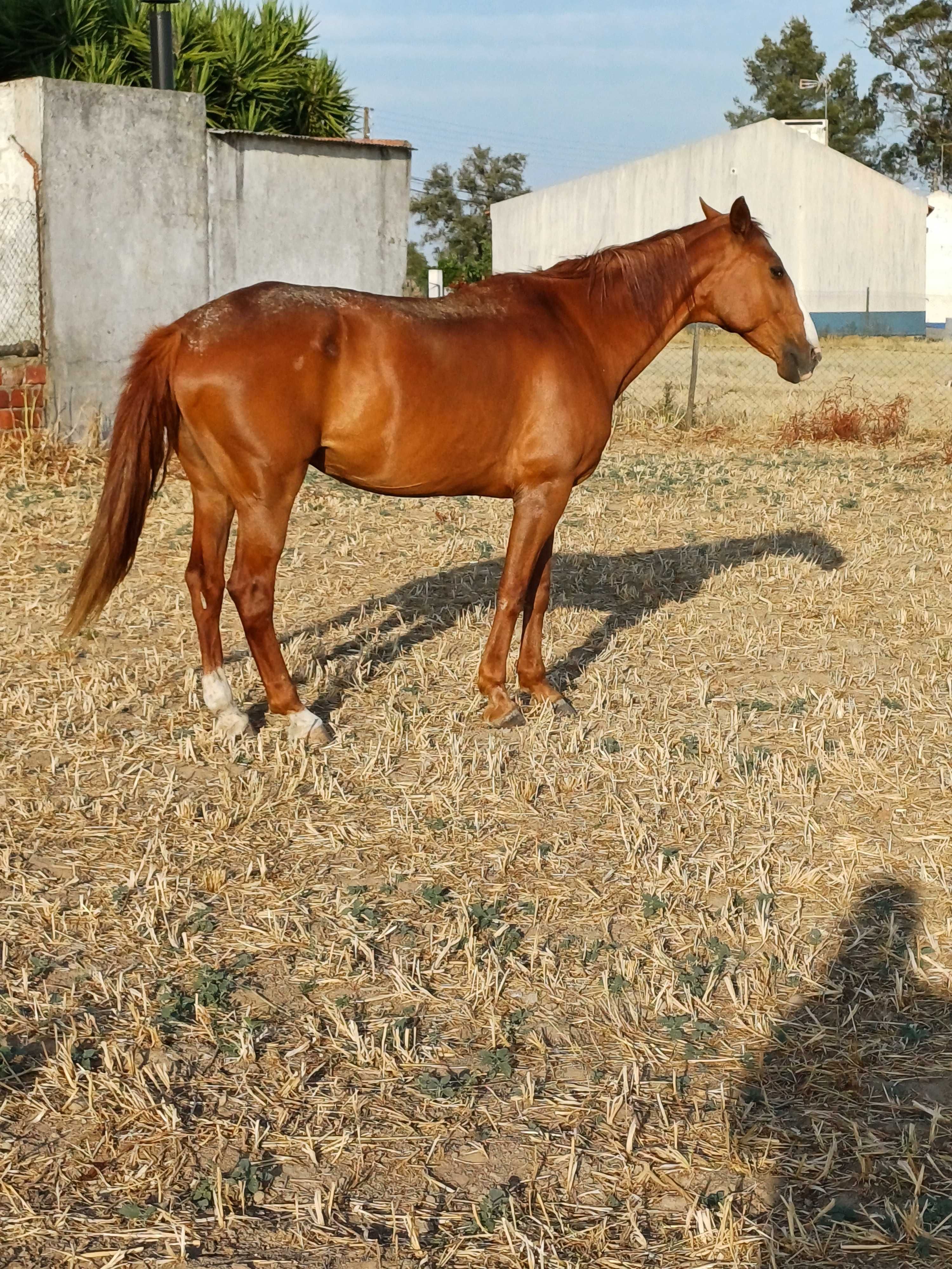 Égua lãsa mansinha