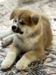 Szczeniak Akita Inu