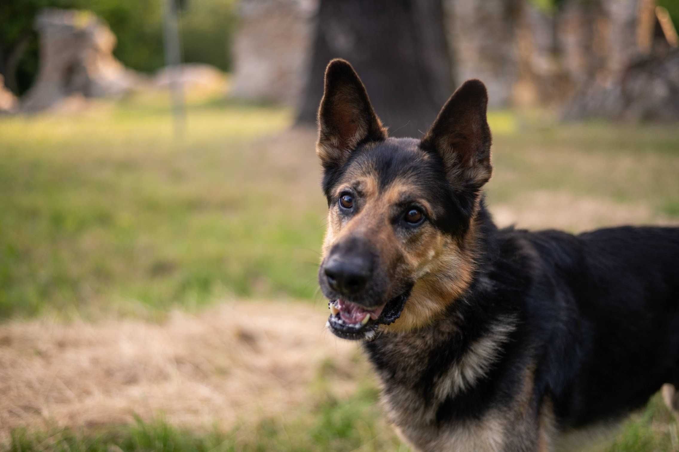 MAX - wspaniały owczarek niemiecki do adopcji!