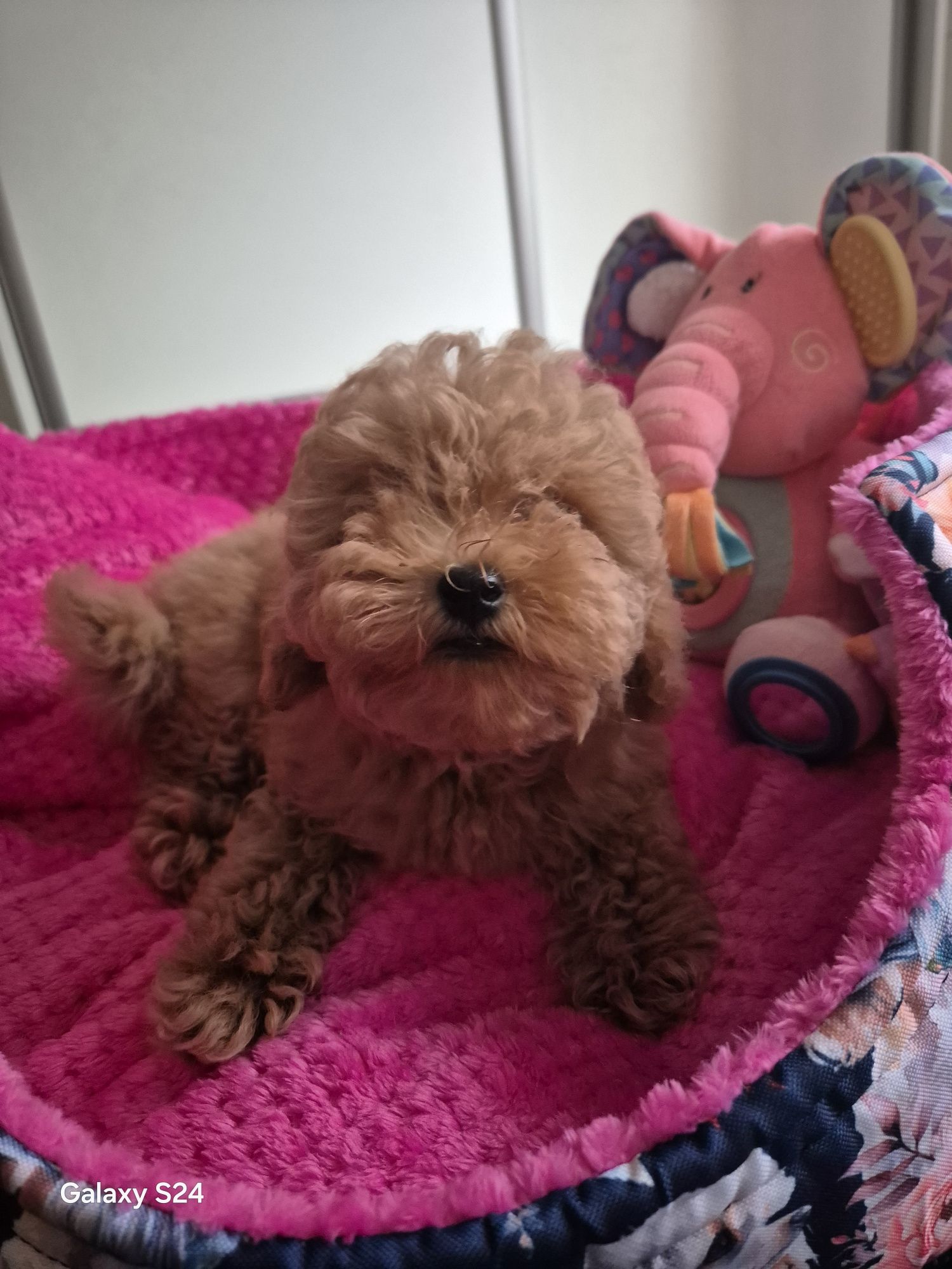 Pudel toy piesek