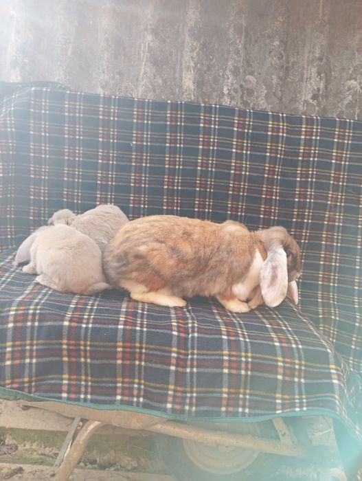 Кролики Французький баран