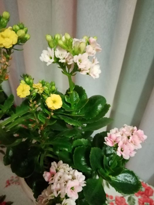 Каланхой цветущий