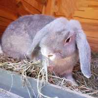 Samica perlowa mini lop