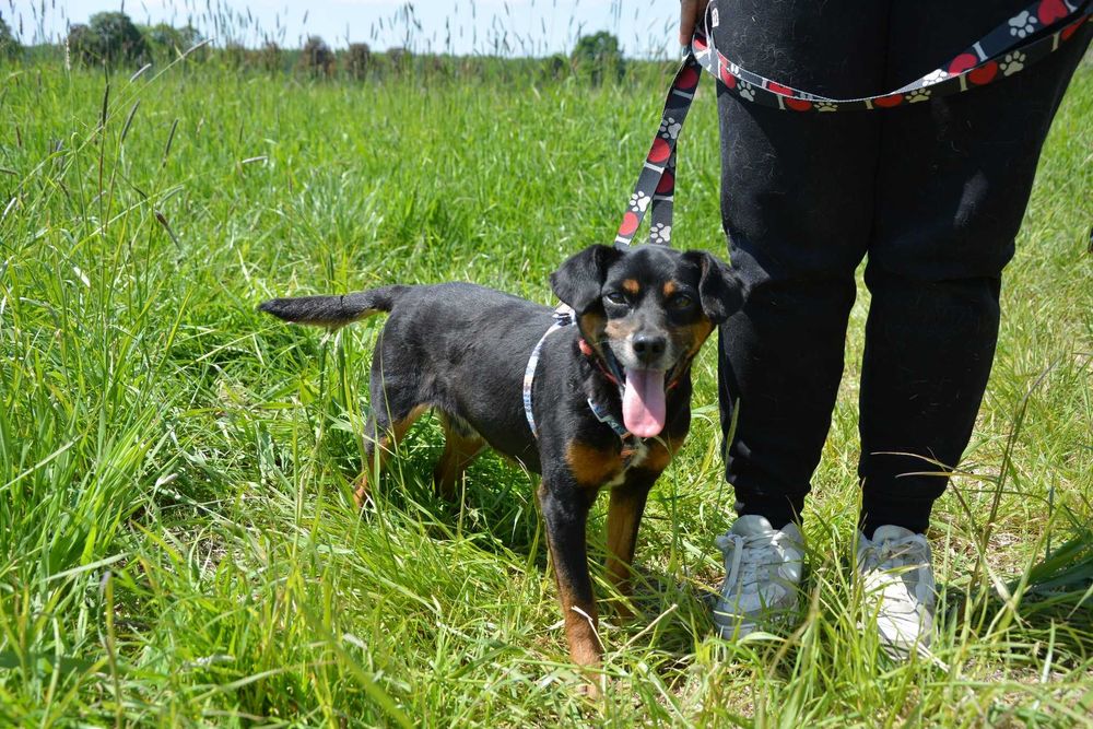 Uśmiechnięty Odi szuka domu ADOPCJA