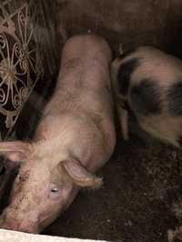 Продам свині живою водою або тушкою