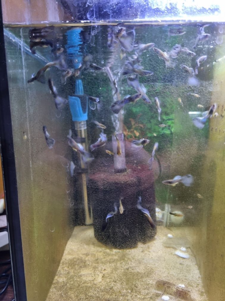 Guppys Blue Moscow