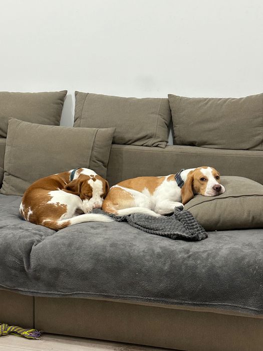 Dwa Beagle do oddania
