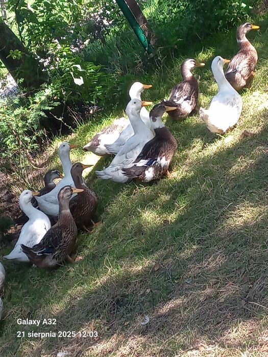 Sprzedam kaczki staropolskie