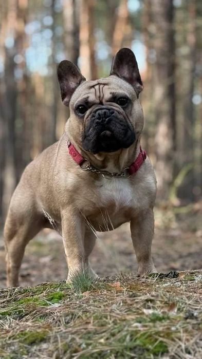 Buldog Francuski - piesek ZKwP/FCI