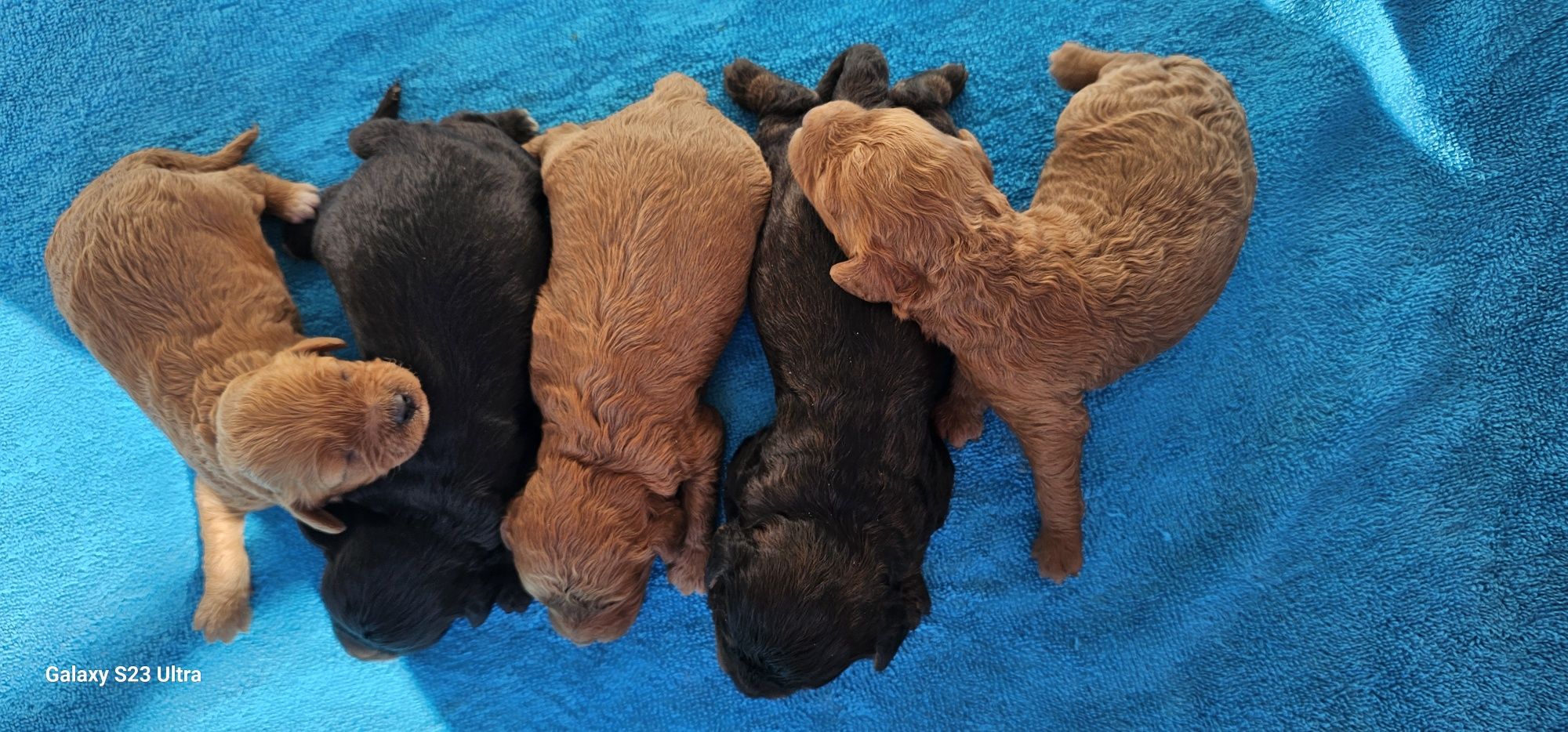 Cavapoo cavadoodle piesek f1b