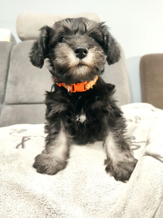 Sznaucer miniaturowy