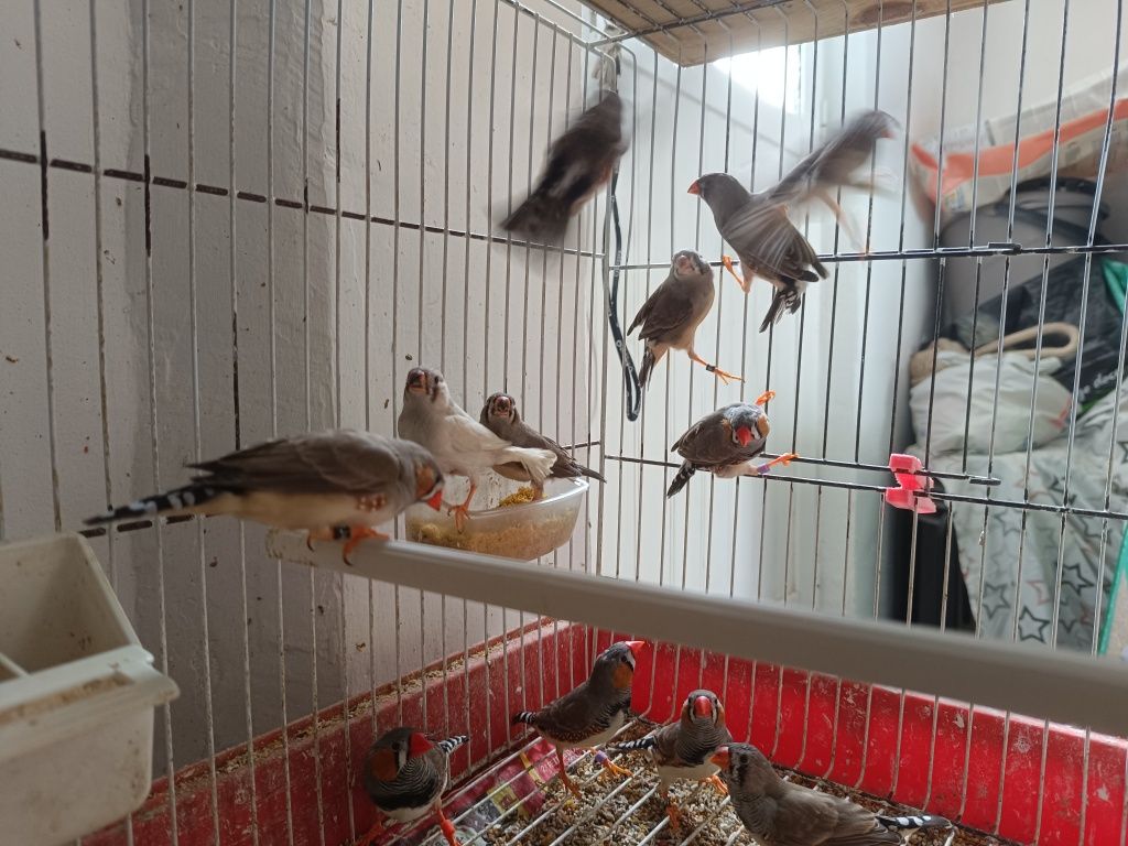 Mandarins de boa pena