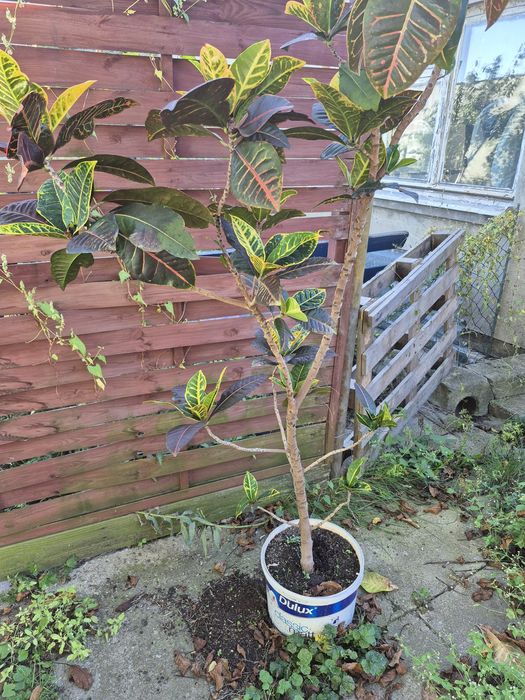 Kroton Mammi Croton Variegata kwiat domowy czerwony duży