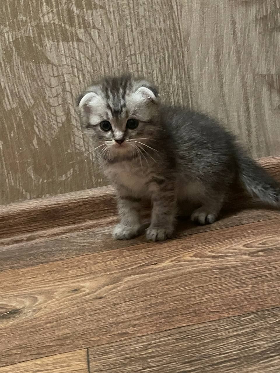 Кошенята котики..