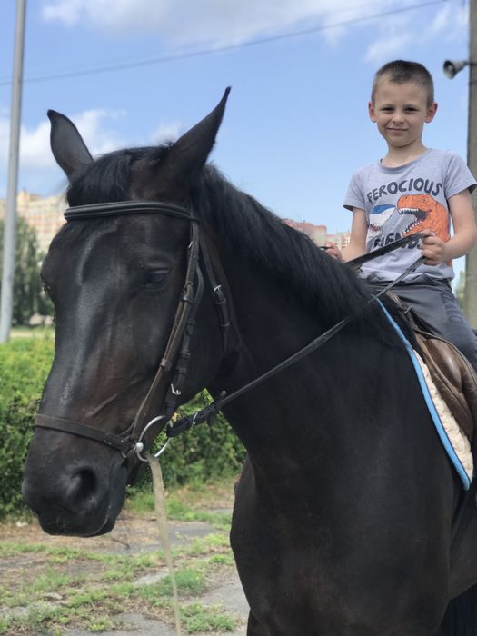 Тренування по конному спорту, основи верхової їзди та прогулянки верхи