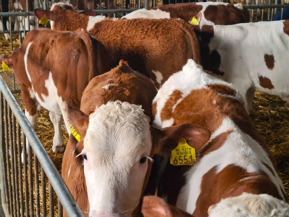 Byczki BBB Simental MM CB RW Samodzielne bezpośrednio z Holandii