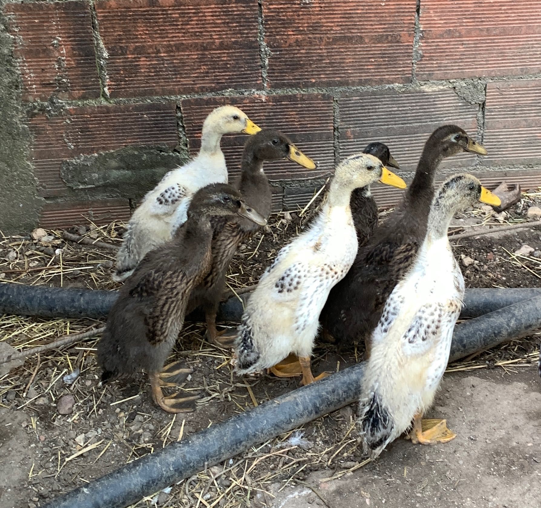 Patos Indianos Corredores  com 1,5 meses