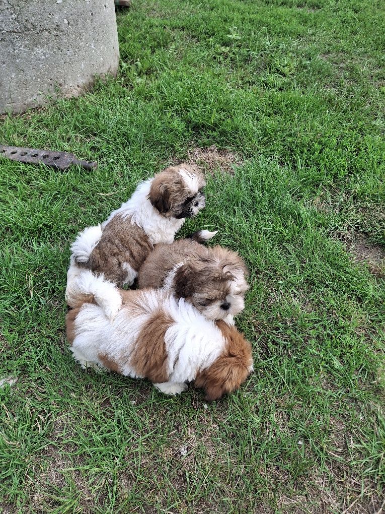 Szczeniak shih tzu