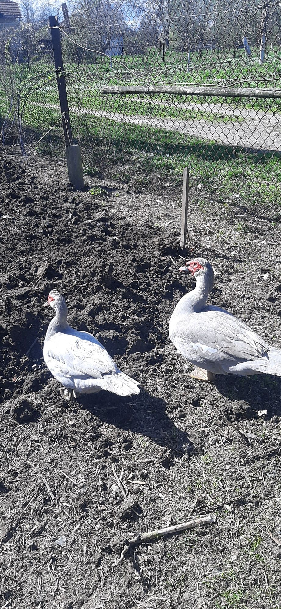 Продам Індокачок качурів голубі лілові