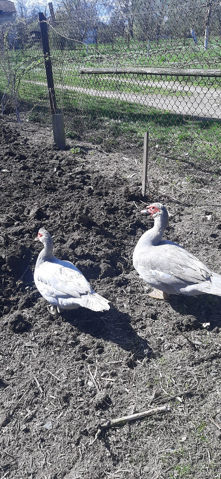 Продам і Індокачок качурів голубі лілові