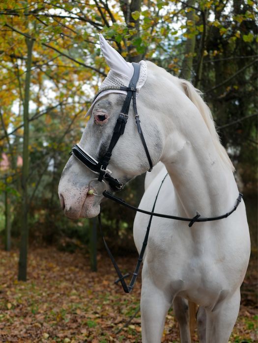 5 letni wałach / siwy tarant