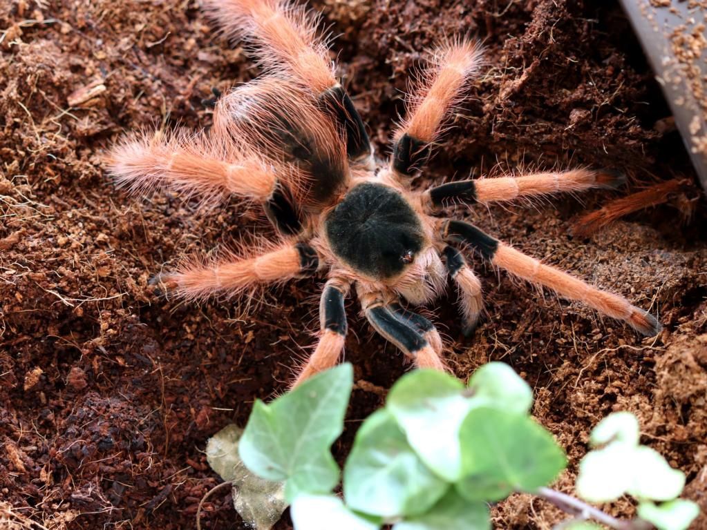 Pająk ptasznik Megaphobema robustum L1