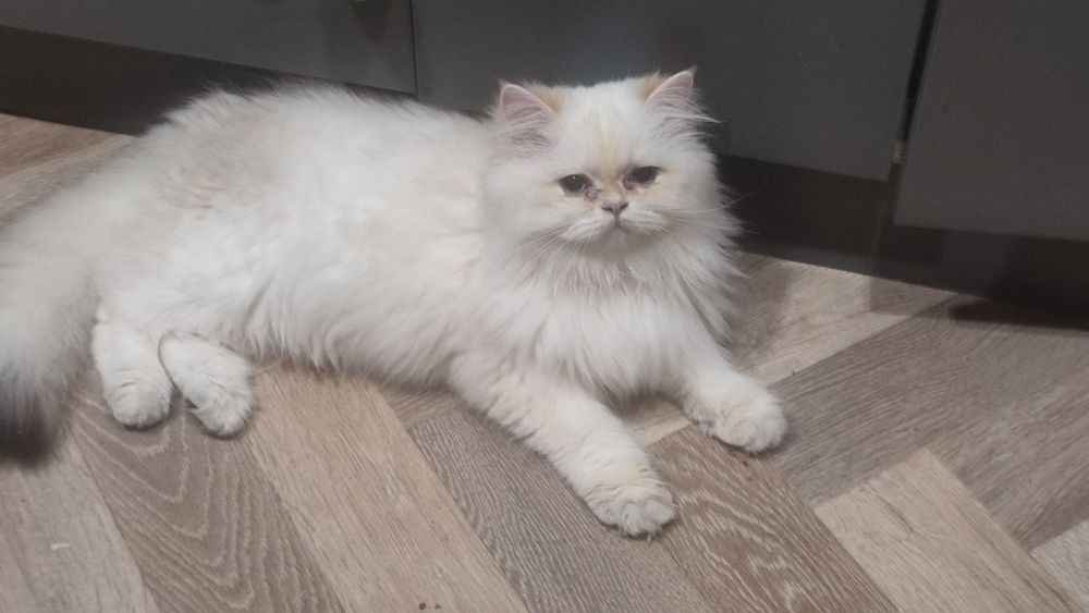 В люблючу сім'ю хлопчика