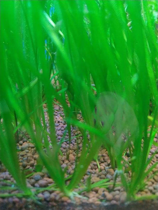 Nurzaniec trawa Valisneria