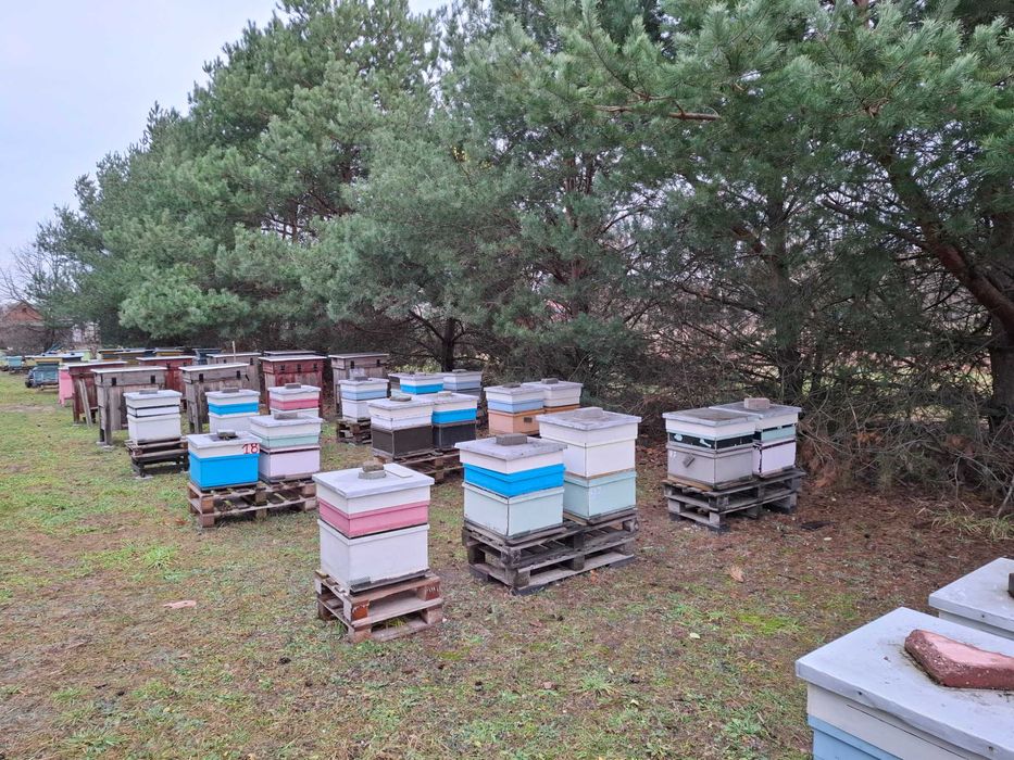 Odklady pszczele Wielkopolskie 2025 rok