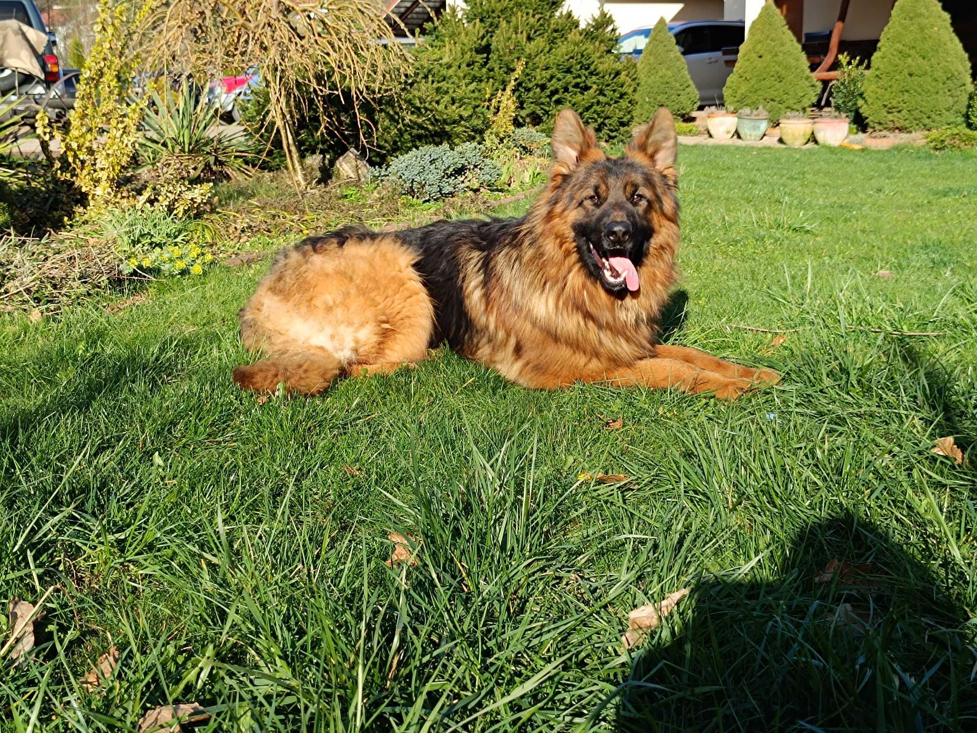 Owczarek Niemiecki długowłosy 1,5 roczny pies, FCI