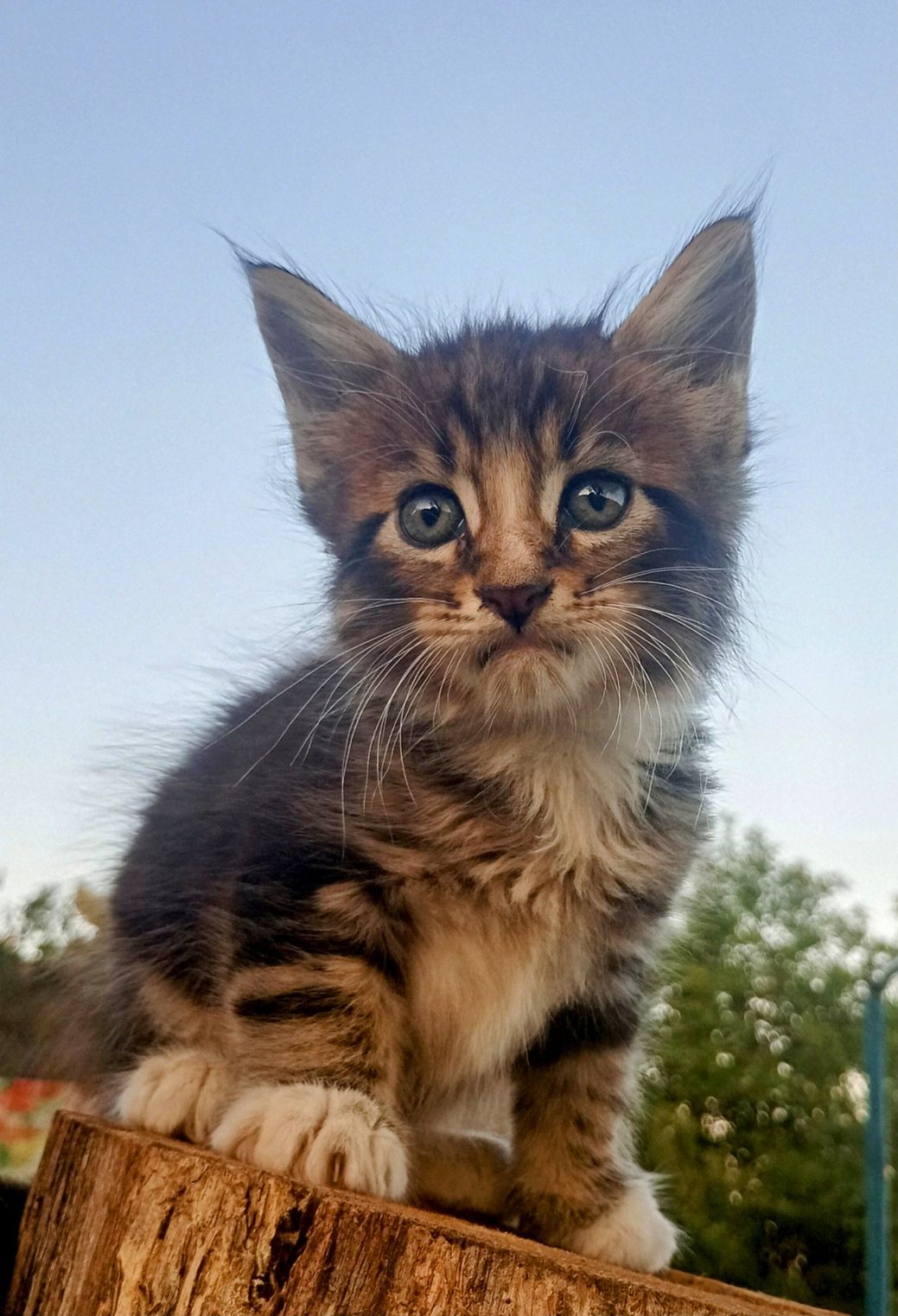 Кошенята МЕЙН-КУН