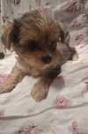 Merle Yorkshire terrier (carrier)- suczka do rezerwacji