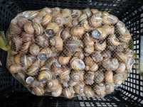 Helix Aspersa Maxima