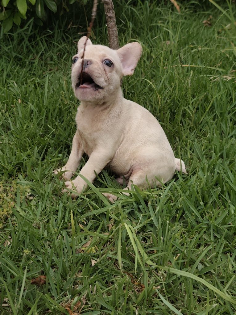 Buldogue francês macho