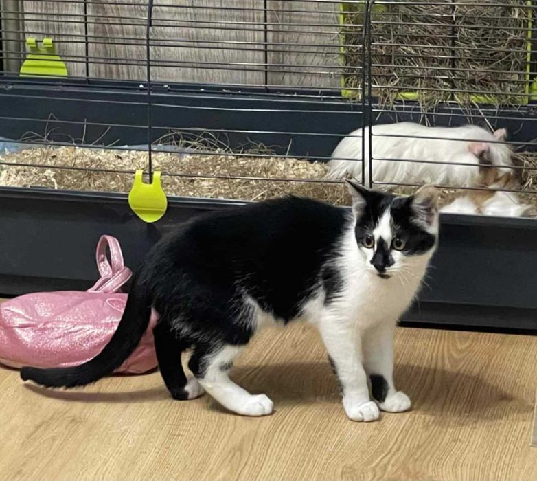 Mlody 5 miesięczny kotek do adopcji