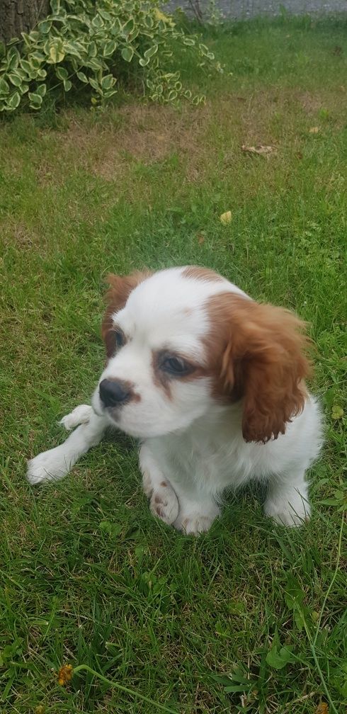 Cavalier King Charles Spaniel