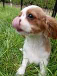 Cavalier King Charles spaniel FCI