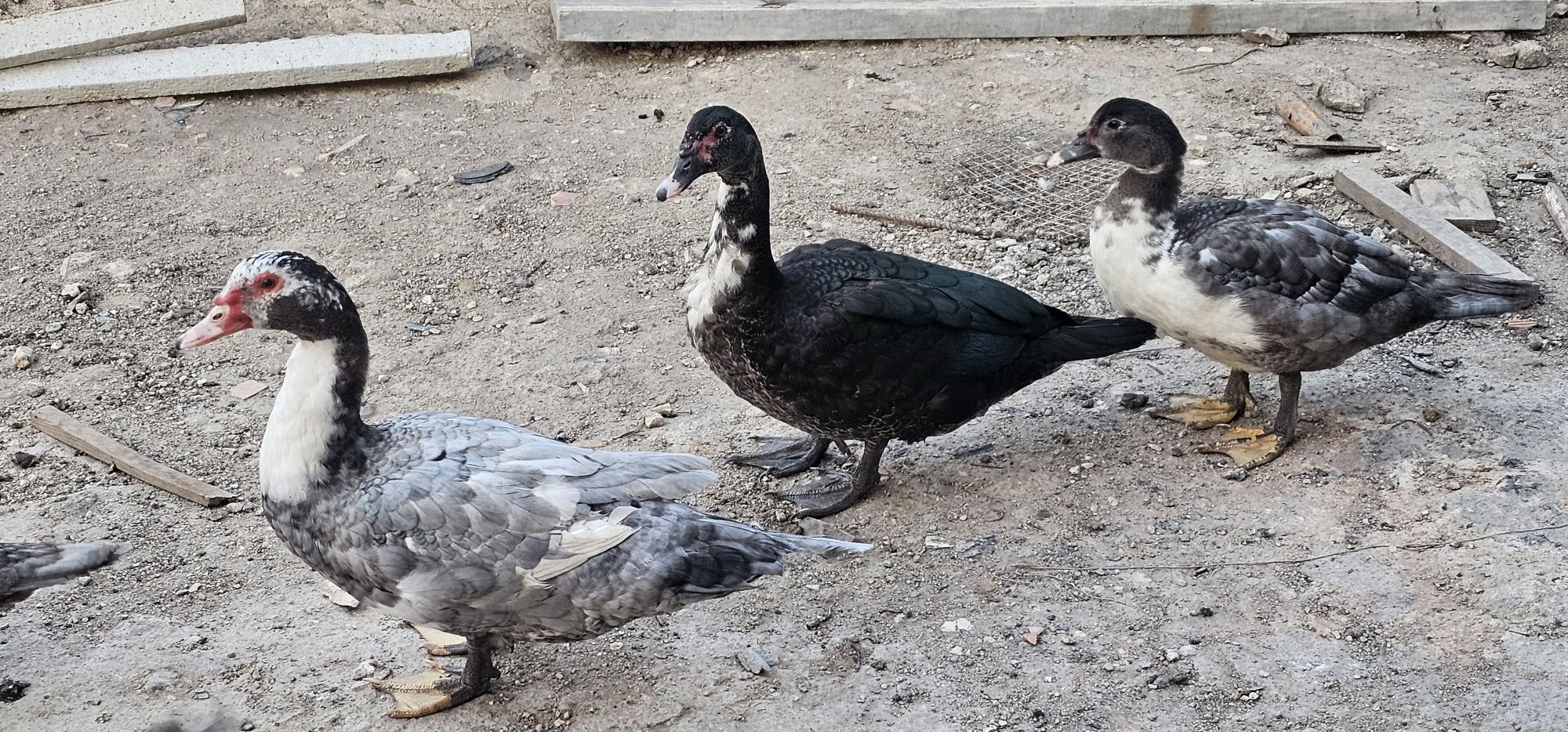 Patos Mudos Adultos