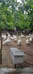 Casais de cisnes brancos adultos com idade reprodutora,