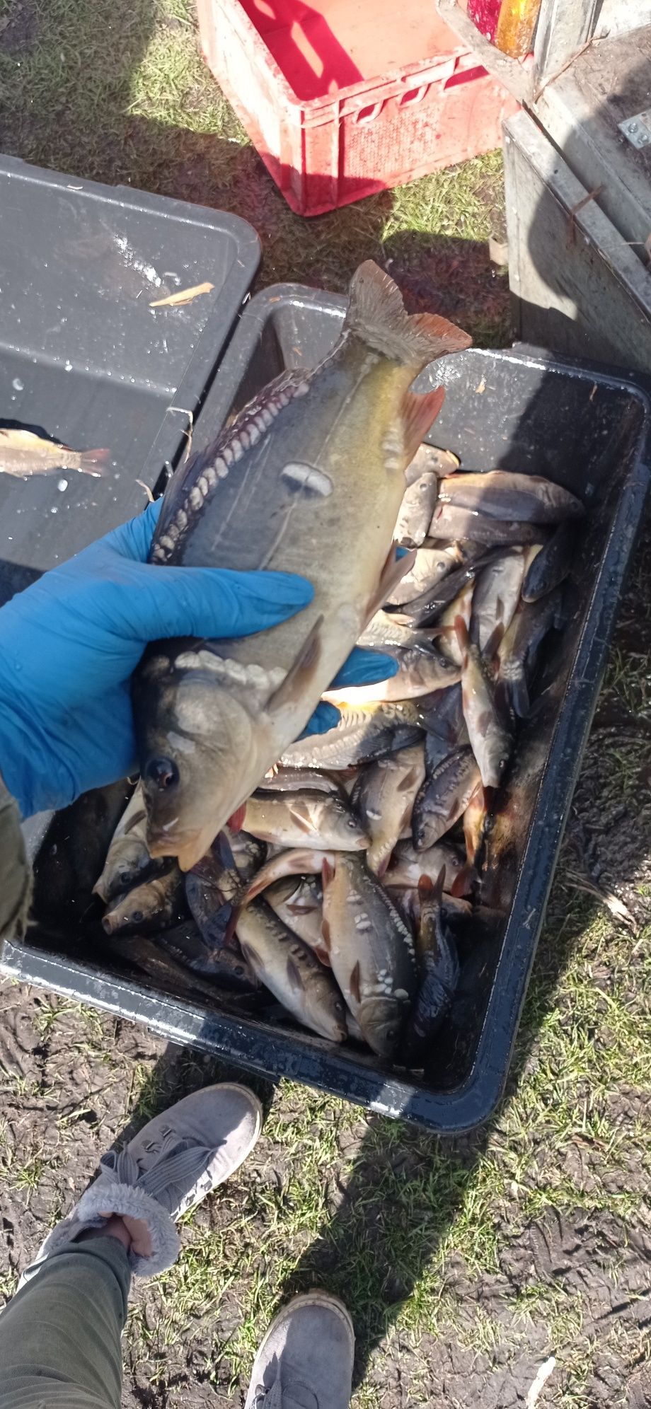 Karp kroczek Starościn kolonia - odłowy 16.03