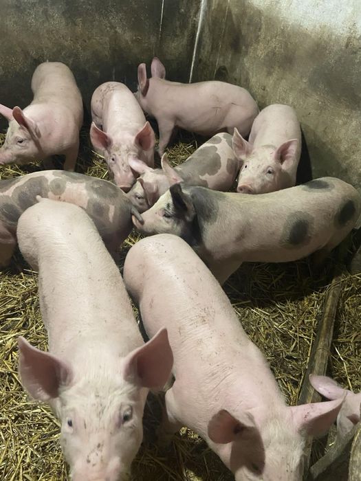 Поросята Свині генетика