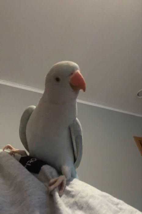 Alleksandretta ręcznie karmiona oswojony samiec 6 miesięcy