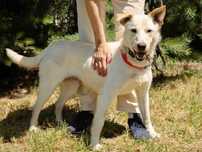 Piesek do adopcji KARMEL