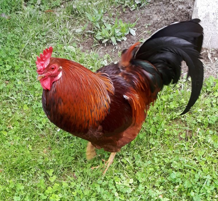 Продам півників домашніх .