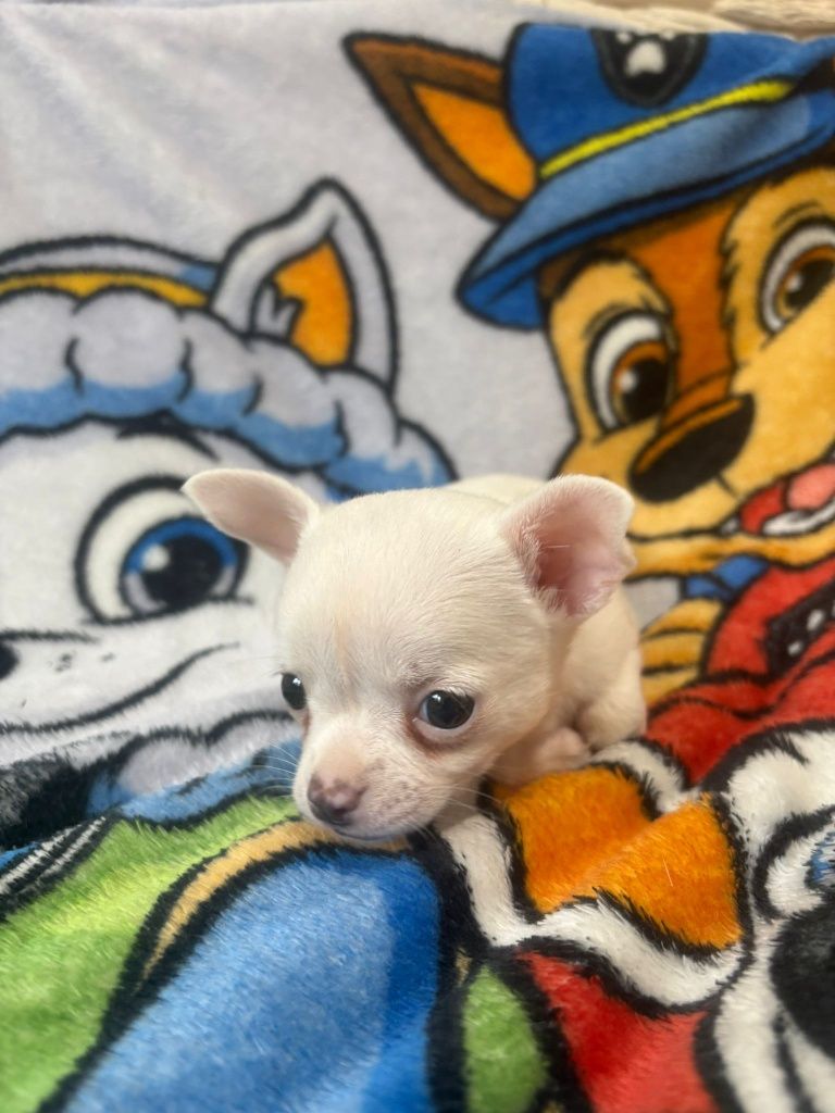Chihuahua szczeniaczek
