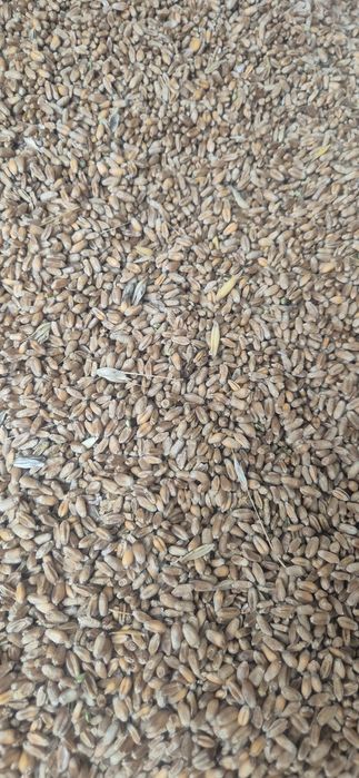 Przewódka tegoroczna