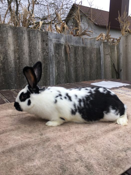 Кролиця, кролі кітна 6,3кг