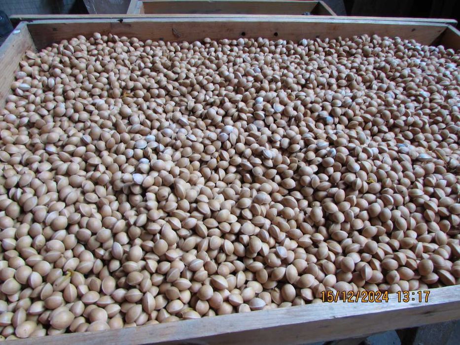 Насіння гінкго 2024р. 1насінина 1грн.Семена гинкго. Сіянці від 40грн.